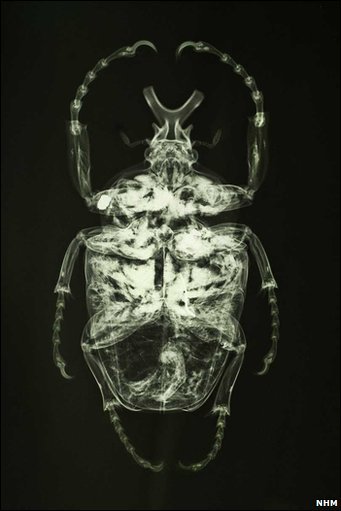 atelierentomologica:  Goliath beetle, Natural History Museum, London.X-rays reveal a shotgun pellet still inside the beetle, lodged by a 19th Century insect collector who shot the giant insect, which was flying high in the tree canopy. The pellet can