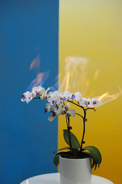 coldcatalyst89:  asylum-art-2:   Beautiful Flowers Engulfed in Flames by 蒋志|Jiangzhi  “Beautiful things and objects themselves will ultimately disappear, but  the beauty itself will live on, as well as love. Perhaps this is what I  am trying to