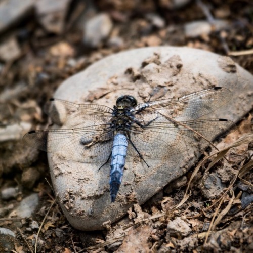 Großer Blaupfeil / Black-Tailed Skimmer (Orthetrum cancellatum)