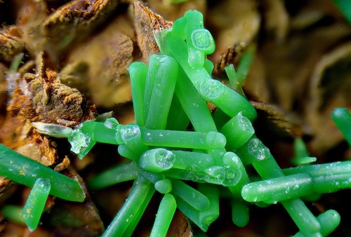 underthescopeminerals:Conichalcite Locality:La Reconquistada claim, Pastrana, Mazarrón-&Aacut