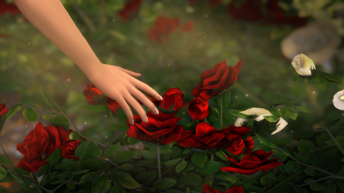 shriekingllama:  The gentle rose offers a powerful joy known only to the heart  Keep reading i absol