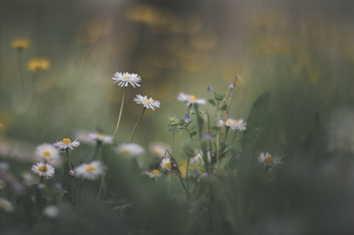 elenamorelli: { daydreaming on a springtime meadow }