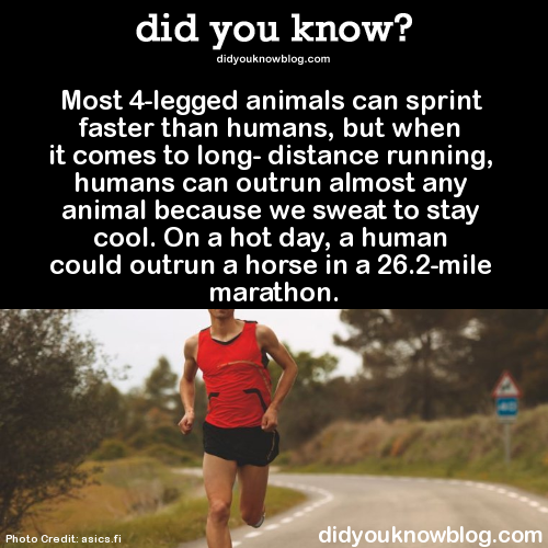 did-you-kno:  Most 4-legged animals can sprint faster than humans, but when it comes to long- distance running, humans can outrun almost any animal because we sweat to stay cool. On a hot day, a human could outrun a horse in a 26.2-mile marathon.  Source