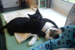 catsbeaversandducks:  The Incredible Nursing Cat Rademenes was diagnosed with an inflamed respiratory tract when he was 2 months old. He survived the ordeal and now lives at the animal shelter and keeps other sick animals company and tries to nurse them