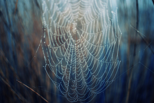 englishsnow:  rainy autumn in Poland by Erik Witsoe 