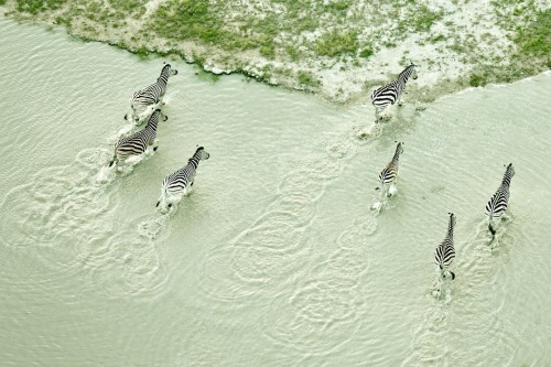 flowury:7sobm:Zack SecklerAbsolutely beautiful images from Botswana, the colours and patterns are br