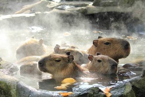 queerdo-mcjewface:rslashrats:mentally i am here[Image description]Seven capybaras taking a bath in a