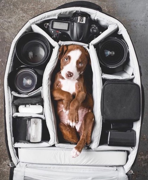 Wishing we always found a cute pup like this in our camera bag   : @planet.go