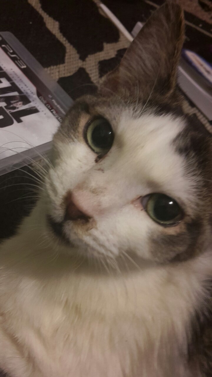 Click here to support Vet bills for Kakarot by Cecilia Fuquay