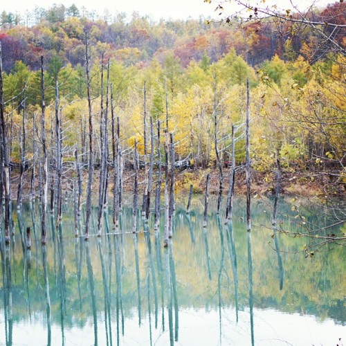 instagram:Hokkaido, Japan’s Iridescent Blue Pond (青い池)See more photos from Hokkaido’s Blue Pond by v