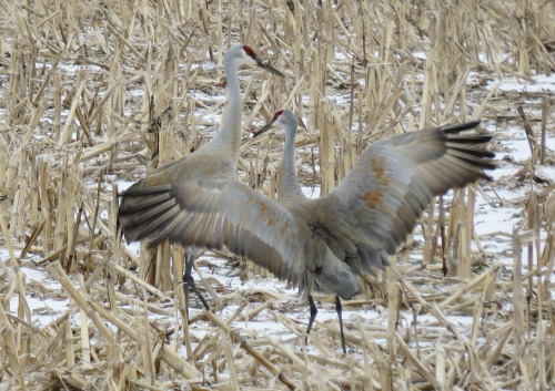 Went out birding with my ornithology class today! We spotted probably 40 Sandhill Cranes in a corn f