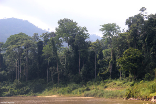 colinepeyrony:Voyage en Malaisie, quatrième partie – Taman Negara vue du fleuve. Trip in Malaysia,