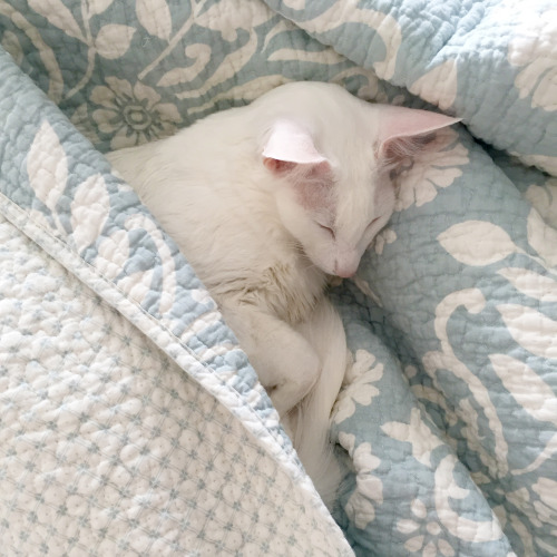 pangur-and-grim: she can sleep in. if she wants