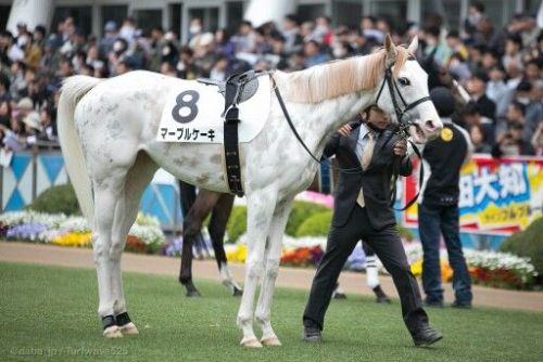 all-the-horses:Marble CakeKing Kamehameha x ShirayukihimeThoroughbred, MareBorn 2011This racehorse w