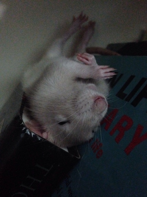 Please look at how my rat was sleeping