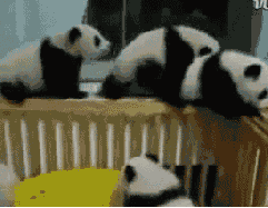 Baby Animal Posts