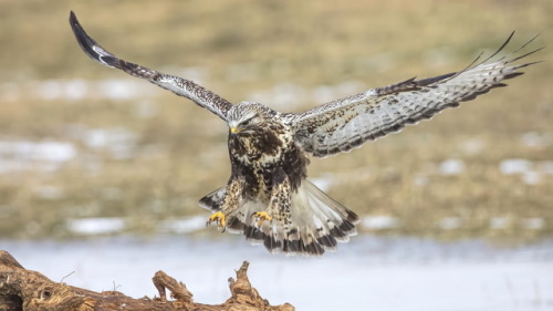 Rough-legged Buzzard (Buteo lagopus) >>by Eugenijus Kavaliauskas -=Dantis=-