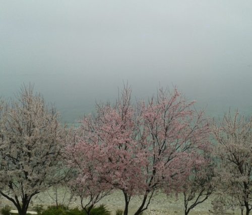 #nofilter #morning #sea #pink #blossom #tree #seaside #dardanos #turkey #canakkale (Çomü Dardonos Ye