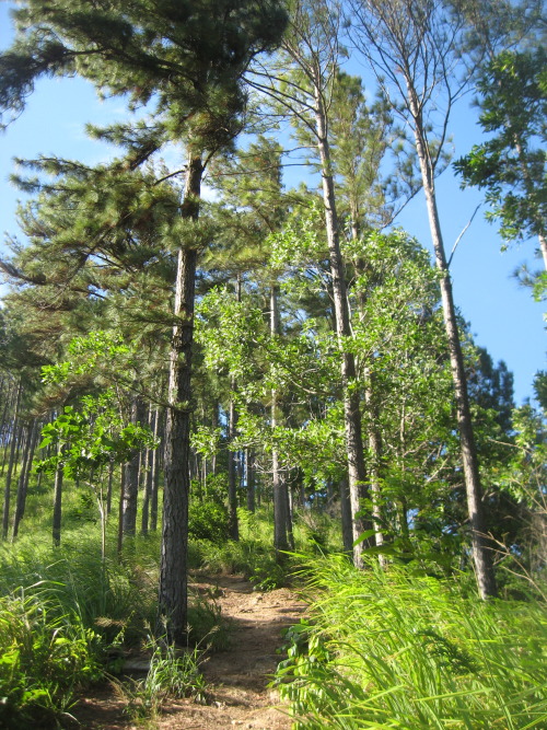 trailpace:Hiking through the pines, Mt Tabor 