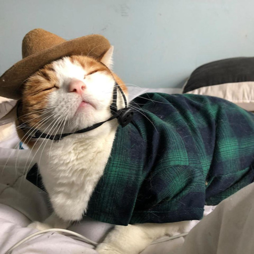 Cowboy Kitty