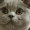 thatsboris:teomodo:thatsboris:boris has brought you a pool noodleALTfearsomeALTboris
