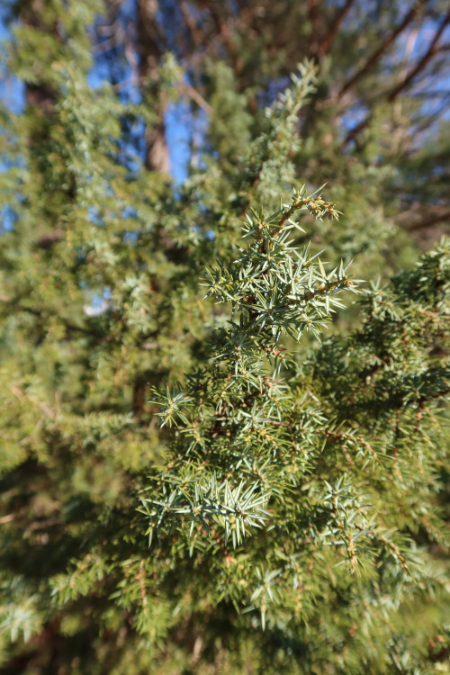 anskupics: Juniperus communis — common juniper 
