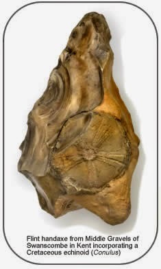 1. Neanderthal hand axe, 200 thousand years old, from Norfolk England. Cut away to reveal fossil for