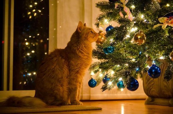 de-lila-a-medio-dia:    Inaugurating the Christmas season!   ♥