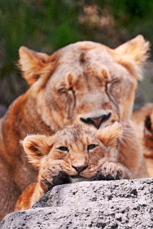 wolverxne: In front of Mom - by: [Emmanuel Keller]