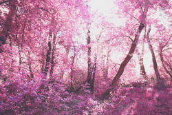 juliamstarr:  dreamy pink woods Instagram