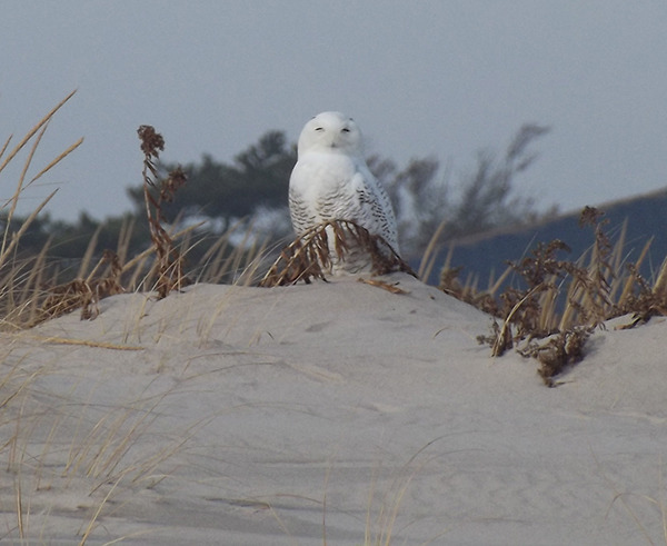 treehugger:
“ This winter has brought an unprecedented number of snowy owls south of their normal habitat, a phenomenon known as an irruption.
”