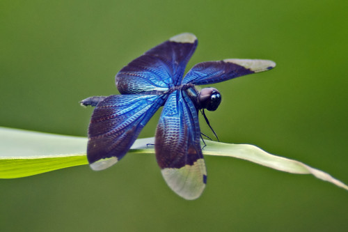 onenicebugperday: Greater bluewing dragonfly, Rhyothemis plutonia, Libellulidae (Skimmers). Found in