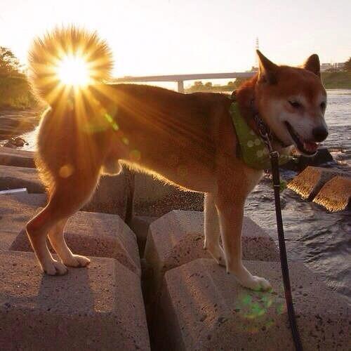 awwww-cute:  Wow I am the sun wow