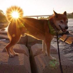 sixpenceee:  His tail curls up with the sun