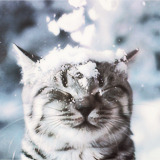 seananmcguire:seananmcguire:CATS.  SNOW.  CATS.  SNOW.  CATS IN SNOW!!!It comes back to my dash, I p