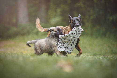 Onyx and Cynna and their special blankie. These two are very cute together!