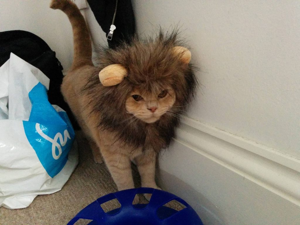 cute-overload:  He didn’t enjoy being a lionhttp://cute-overload.tumblr.com source: