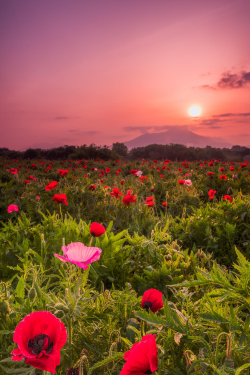 expressions-of-nature:  Poppy Field by: Shumon Saito