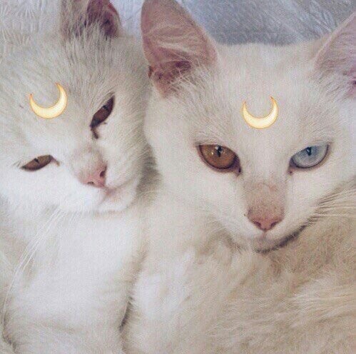 mitten:♡ follow @devin.nyc on instagram ♡