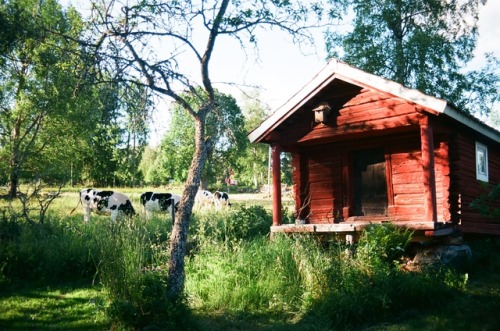 As Swedish as it gets July 2017Nikon FA, ektar 100Hisvåla, Sweden