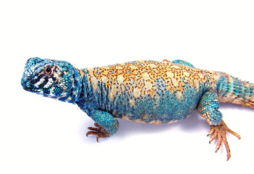 end0skeletal:   Uromastyx is a genus of African and Asian agamid lizards, the member species of whic