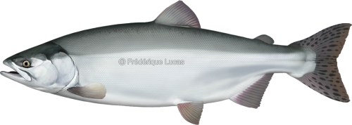 Pink salmon (Oncorhynchus gorbuscha)Also known as: Humpie, Humpback (salmon)For the final illustrati