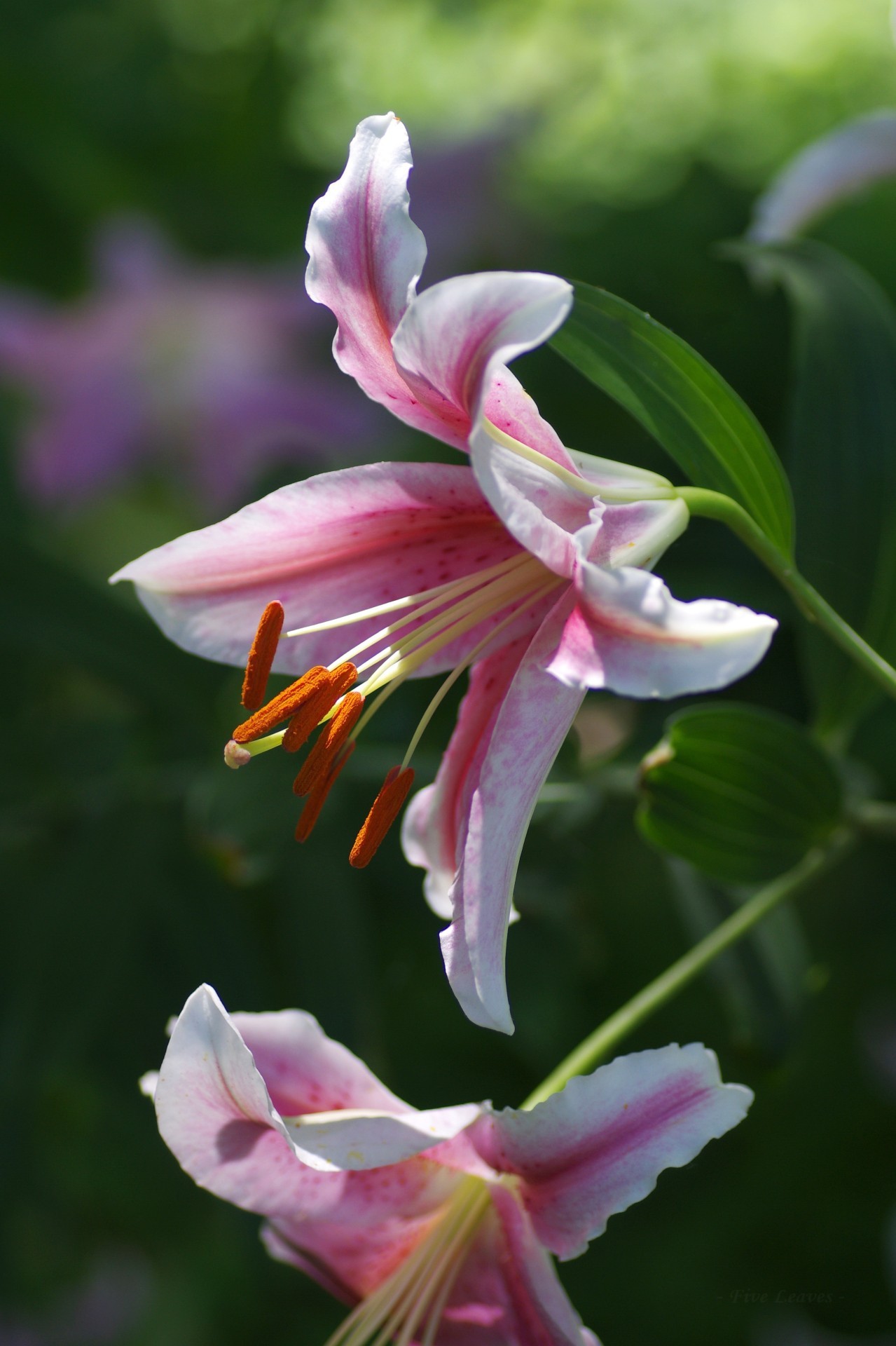 Uyamt S Memo 百合 ゆり オリエンタル ハイブリッド系 Lilium Oriental Hybrids