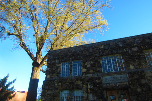 April 2016 - Unusual dogwood and Mars Hill collegeThis Cornus tree caught my eye. It had both these 