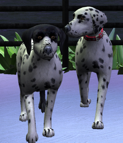 Justin Decided It Was Time To Start Breeding The Next Generation Of Dogs. It Didnt Take Much To Convince