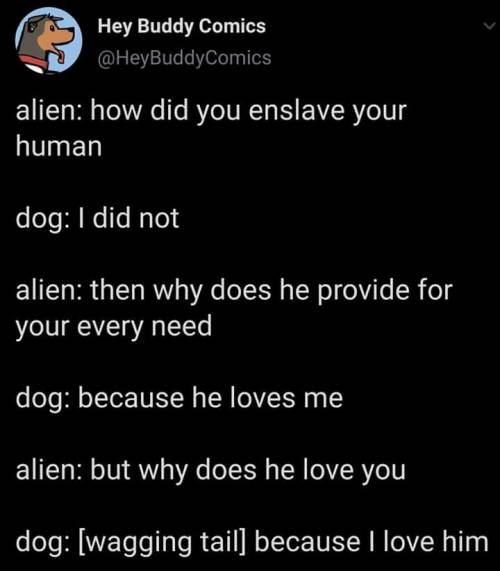 omghotmemes: we dont deserve dogs