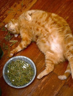 catsbeaversandducks:If you don’t talk to your cat about catnip, who will?  Photos via Crack Two