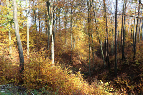 Suchacz, Warmia, Poland by Leszek Żądło Park Krajobrazowy Wysoczyzny Elbląskiej