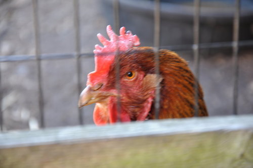 nerdyinkling-bastard:  unabletofindname:  teacherbach:  sociallychallengednerd:  why do people say chicken as a term for coward? Have you ever meet a chicken? Cause those things will fuck you up man       