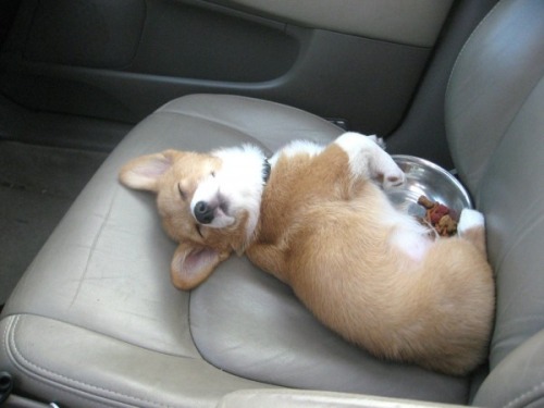 smoshrox87:If you don’t think Corgis are one of the most adorable things on the planet you&rsq